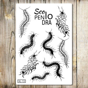 Scolopendra (XL-13)
